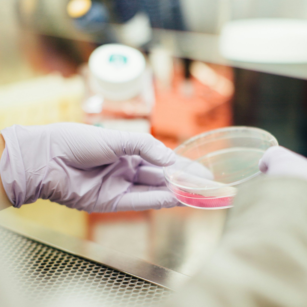 Gloved hand holding a petri dish in a quality-control lab environment